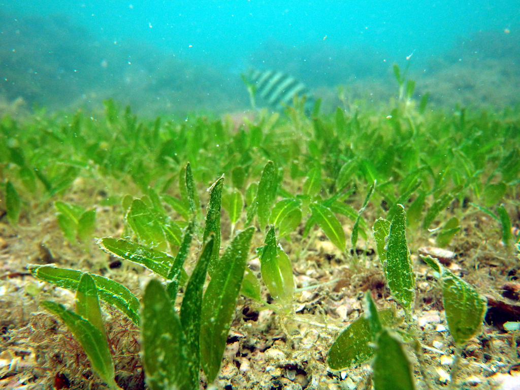 Caribbean Seagrass