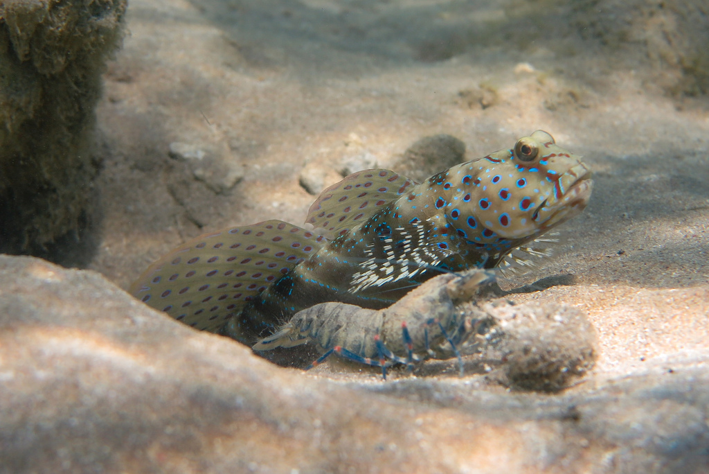 harlequin prawn-goby