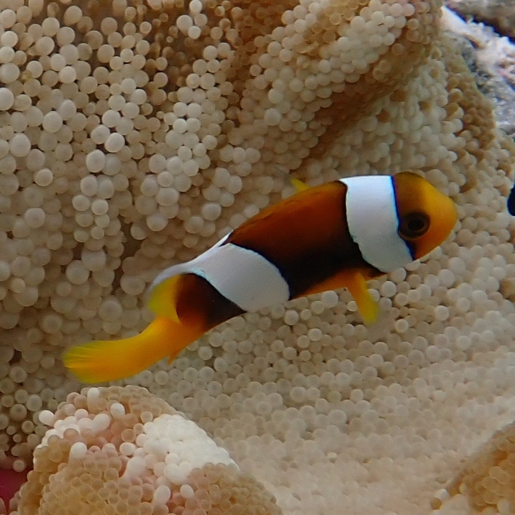 Poisson-clown javanais