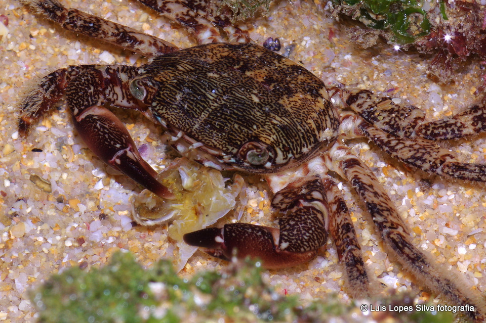 Crabe marbré