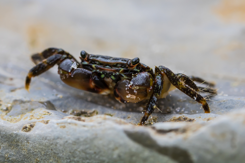 Crabe marbré