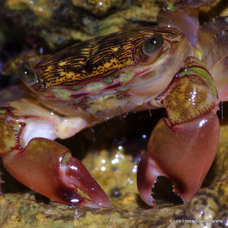 Crabe marbré