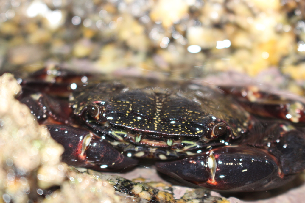 Crabe marbré