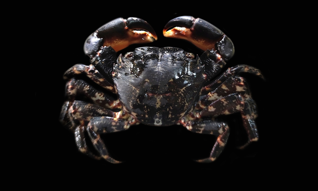 Crabe marbré