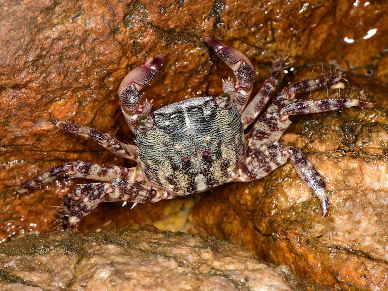Marbled Crab