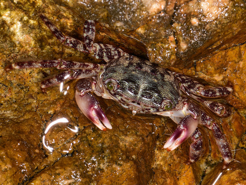 Crabe marbré