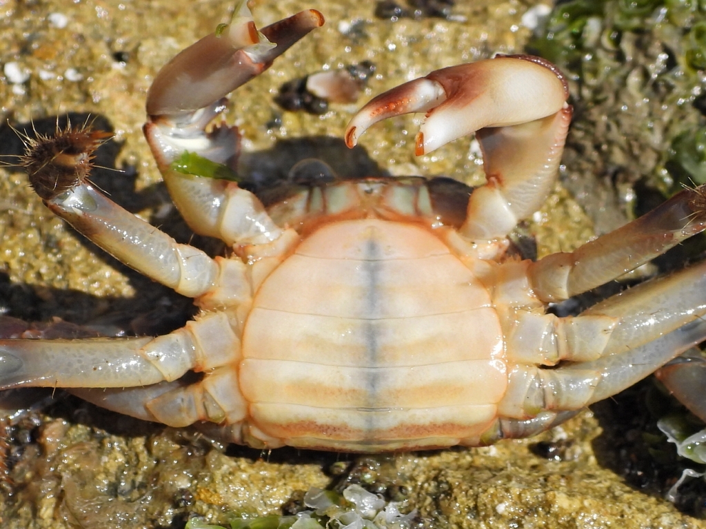 Crabe marbré
