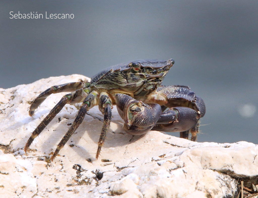 Crabe marbré