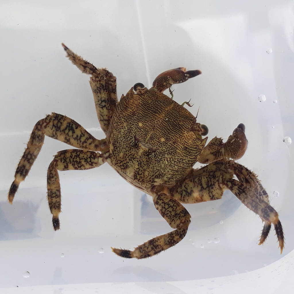 Crabe marbré