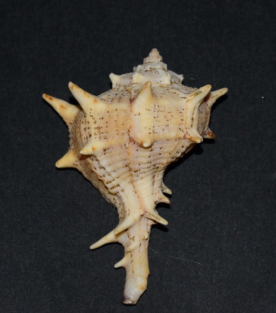 Murex épineux