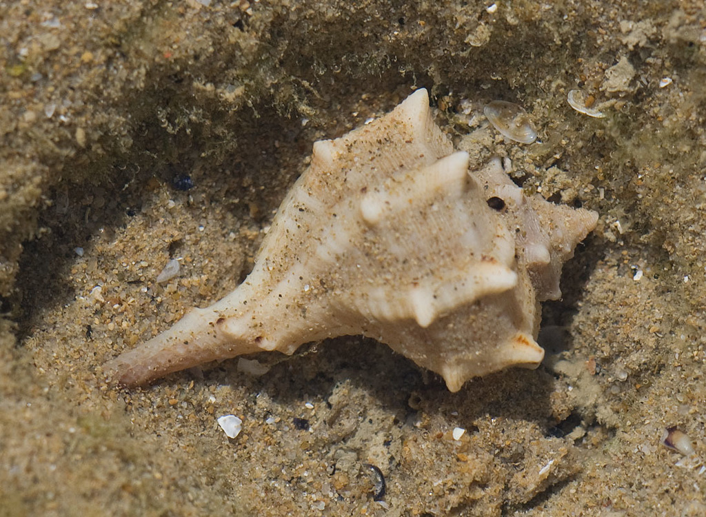 Murex épineux