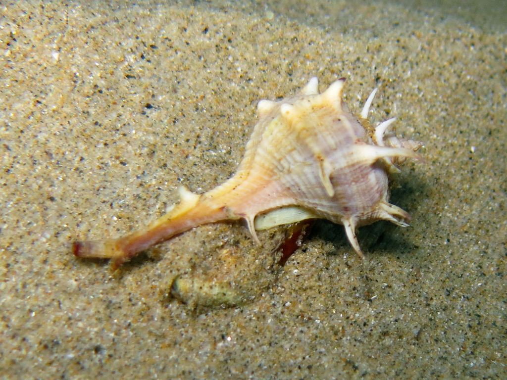 Murex épineux
