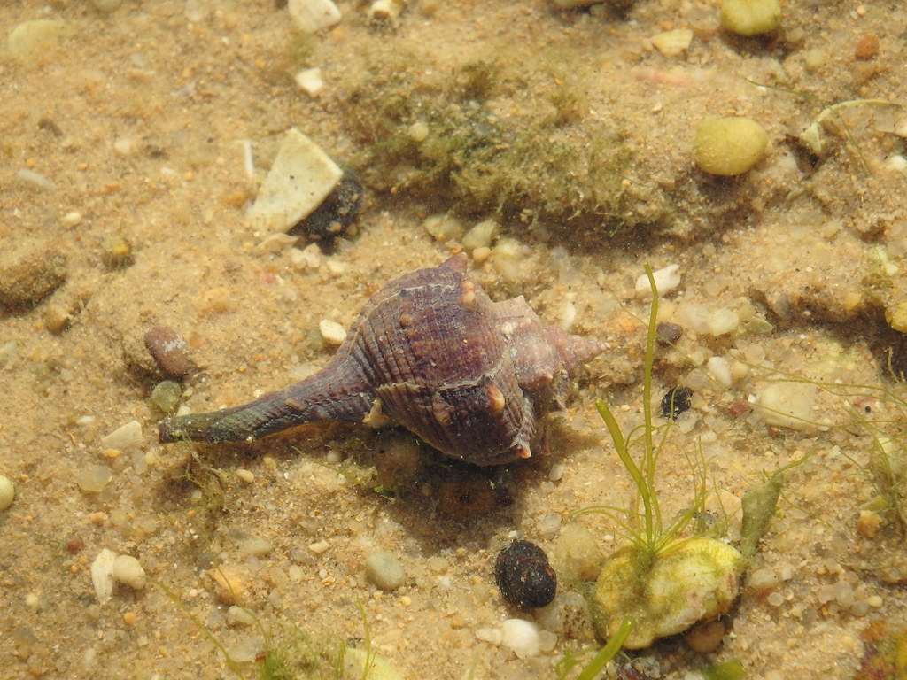 Murex épineux