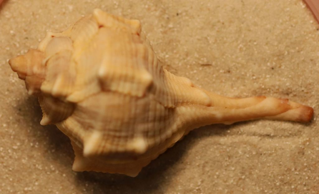 Murex épineux