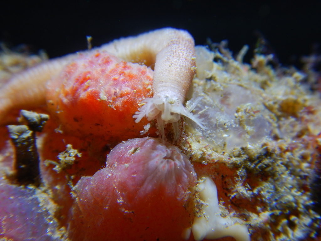 Worm-like Sea Cucumber