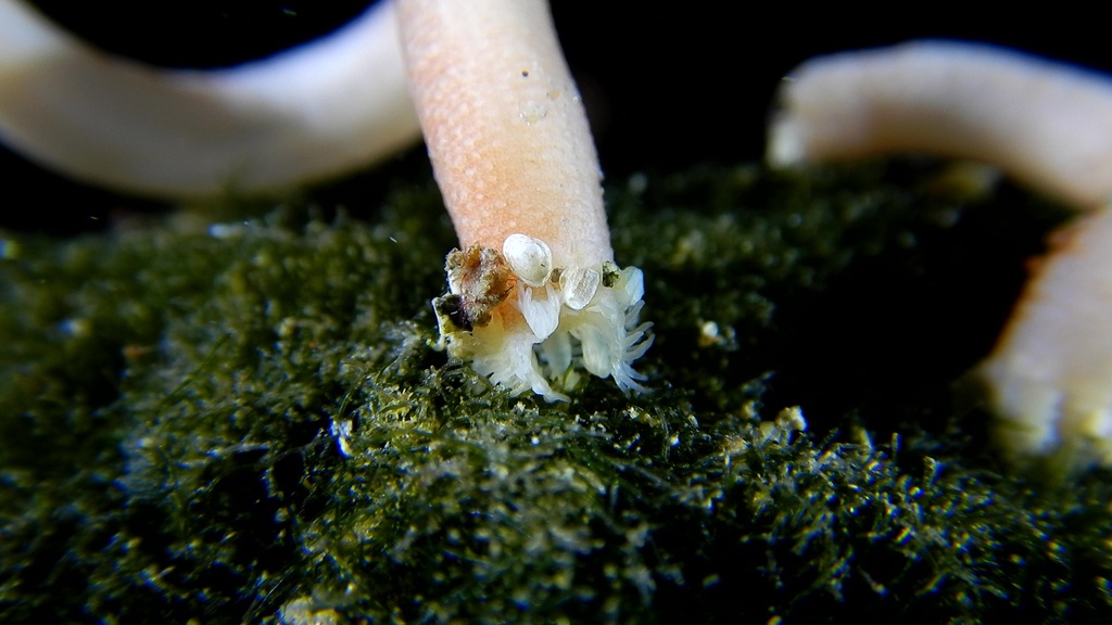 Worm-like Sea Cucumber
