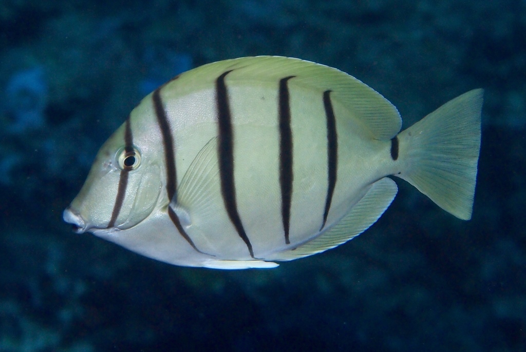 Convict Surgeonfish