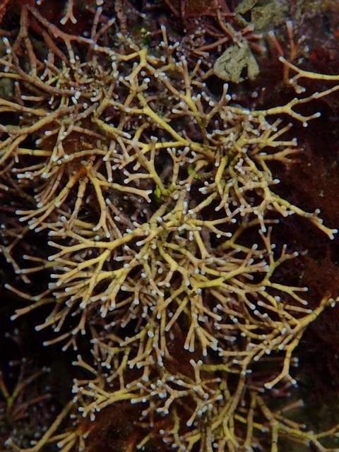 Finefork Coralline