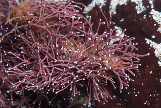 Finefork Coralline