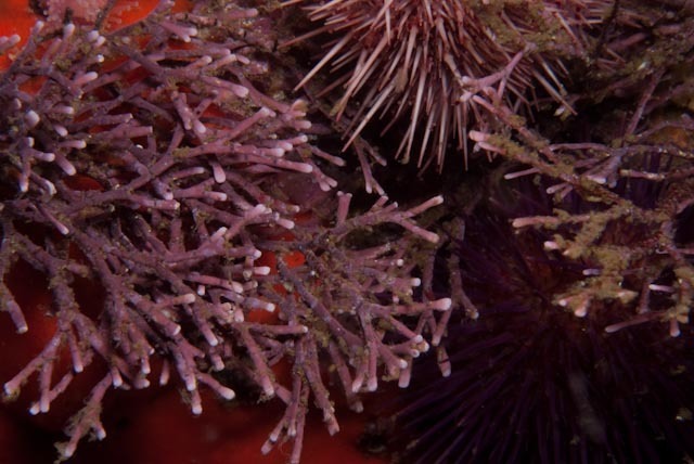 Finefork Coralline