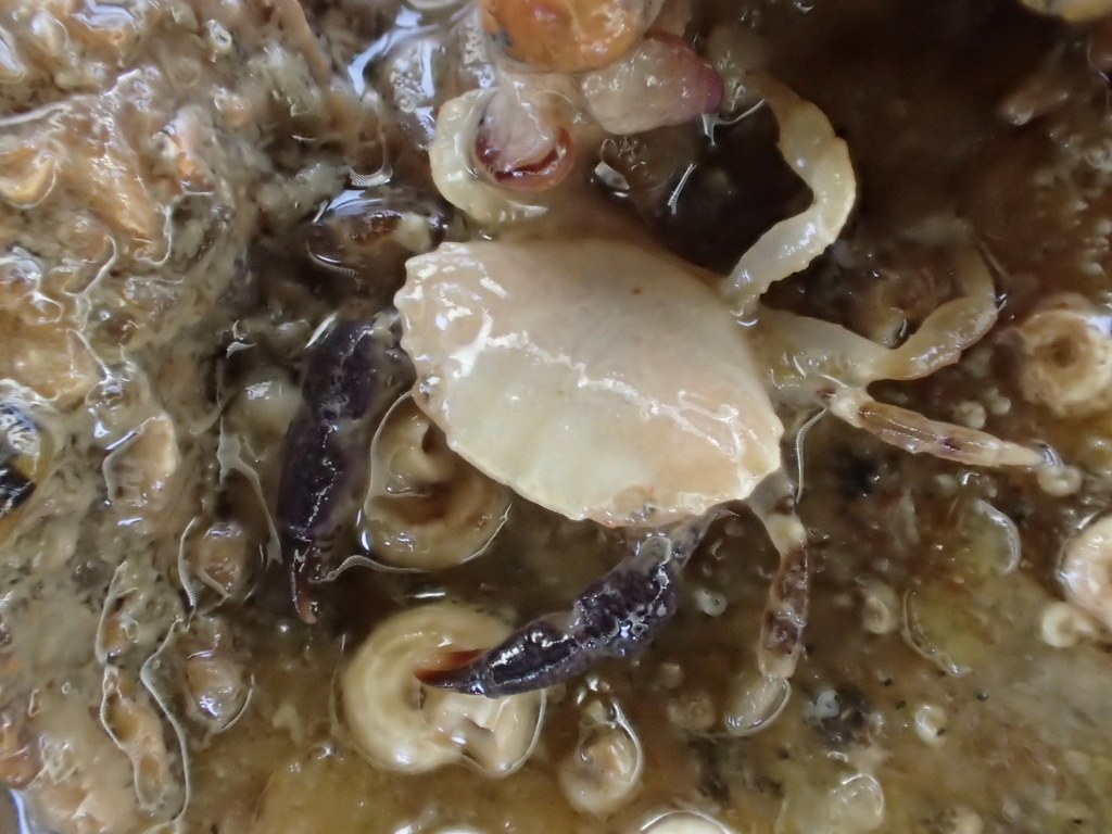 Montagu's Crab