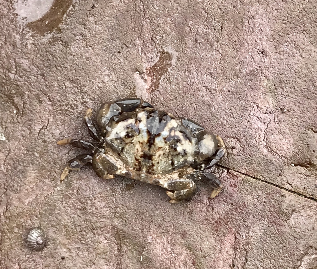 Montagu's Crab