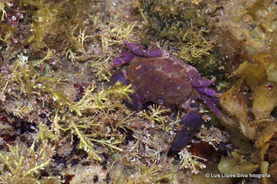Montagu's Crab