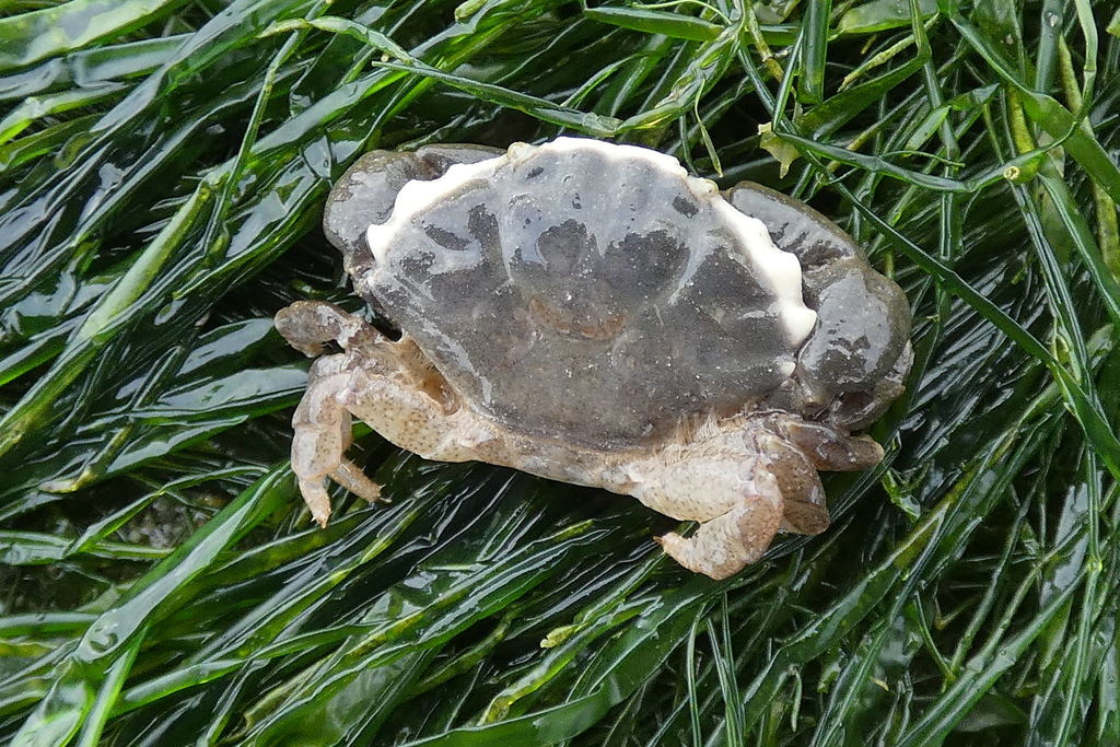 Montagu's Crab