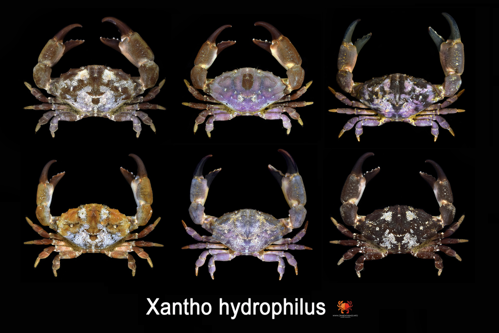 Montagu's Crab
