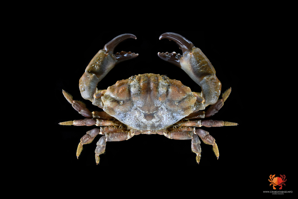 Montagu's Crab