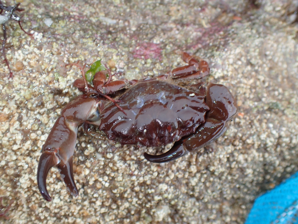 Montagu's Crab