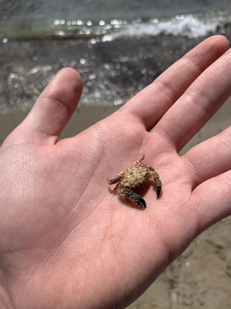 Montagu's Crab