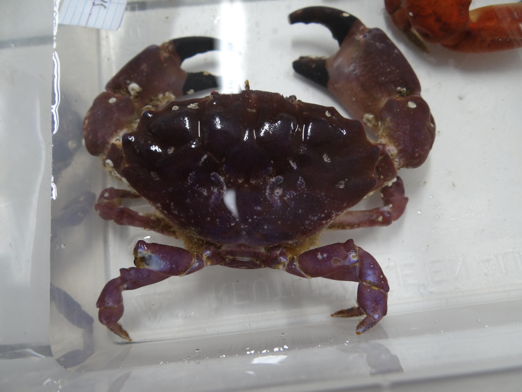 Montagu's Crab