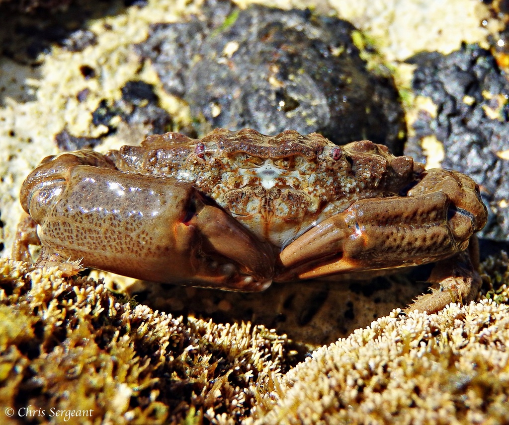 Montagu's Crab
