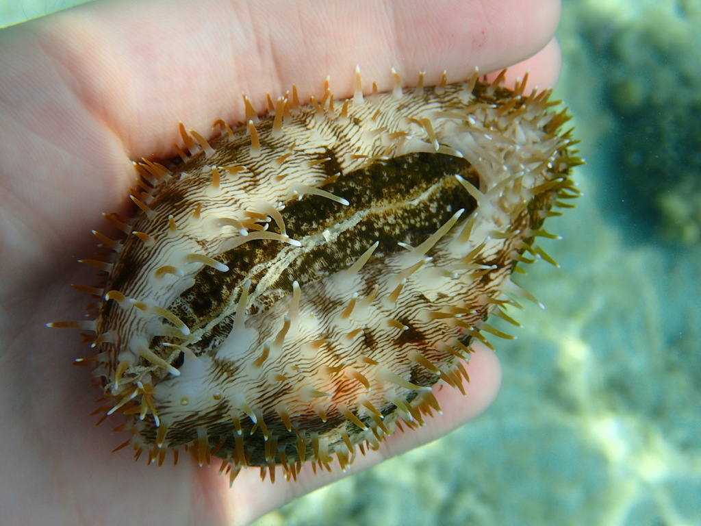 Panther Cowrie