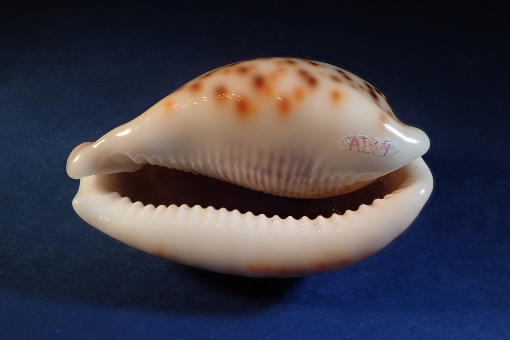 Panther Cowrie