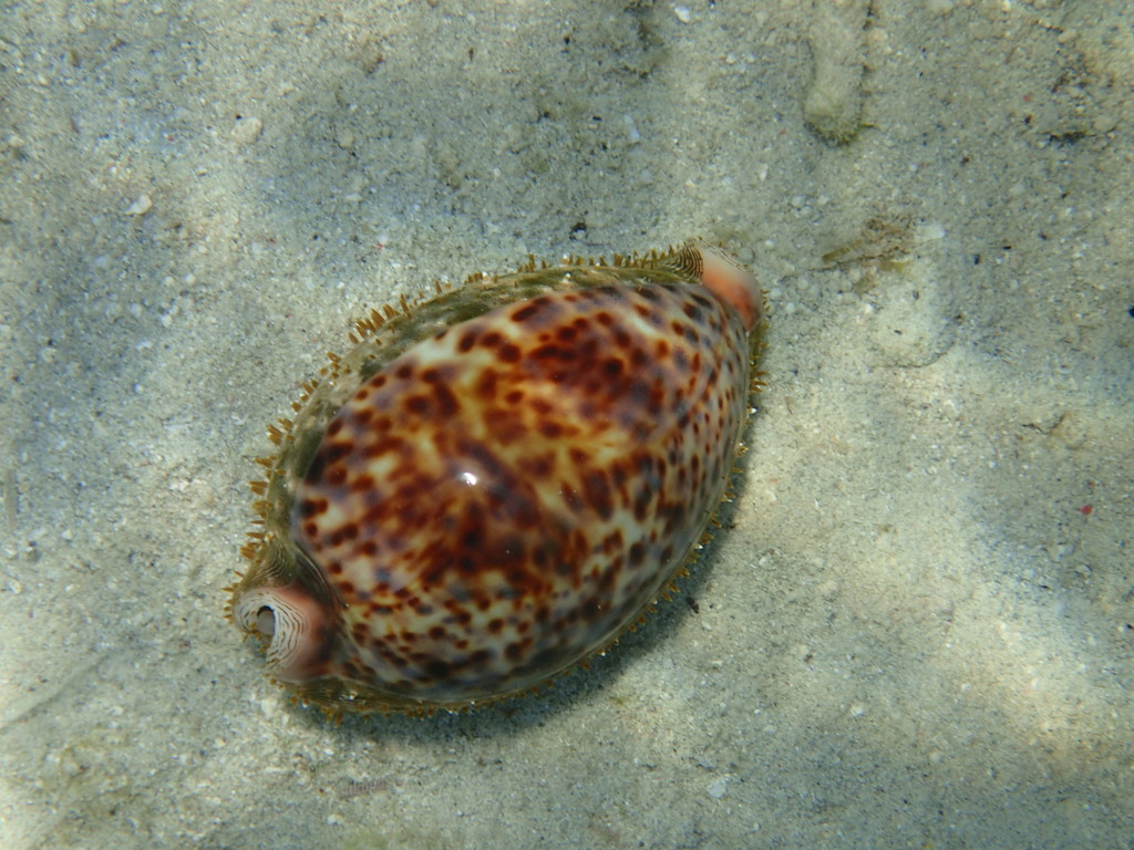Panther Cowrie