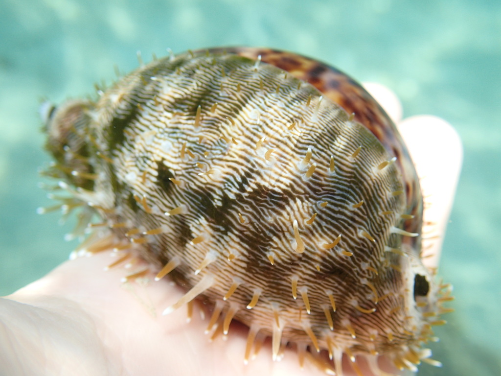 Panther Cowrie