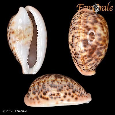 Panther Cowrie