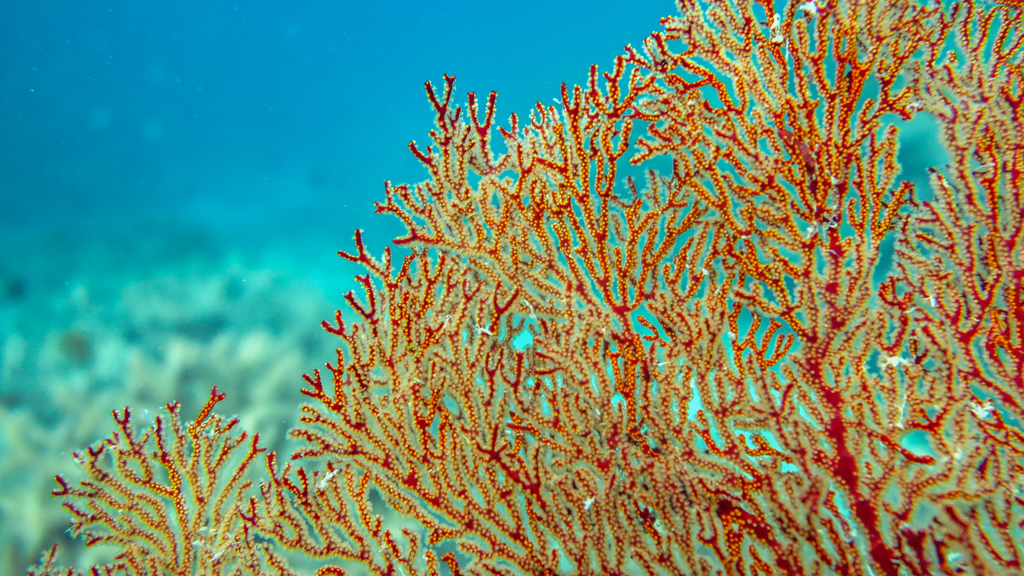 Knotted Fan Coral