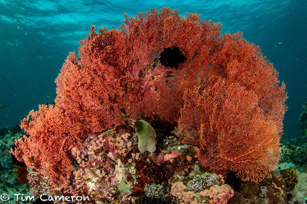 Knotted Fan Coral
