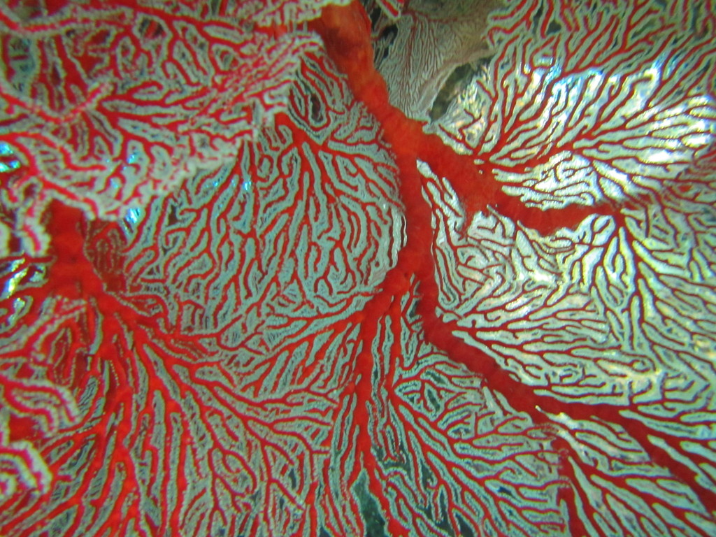 Knotted Fan Coral