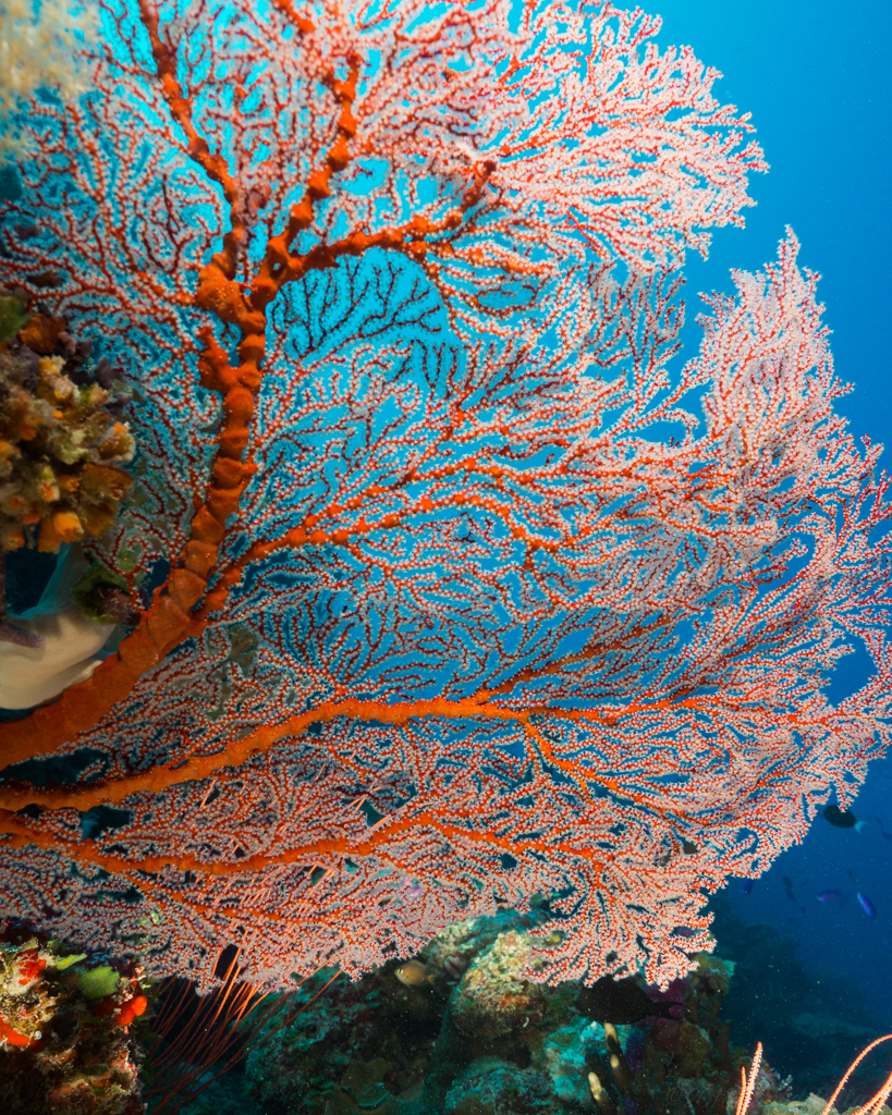 Knotted Fan Coral