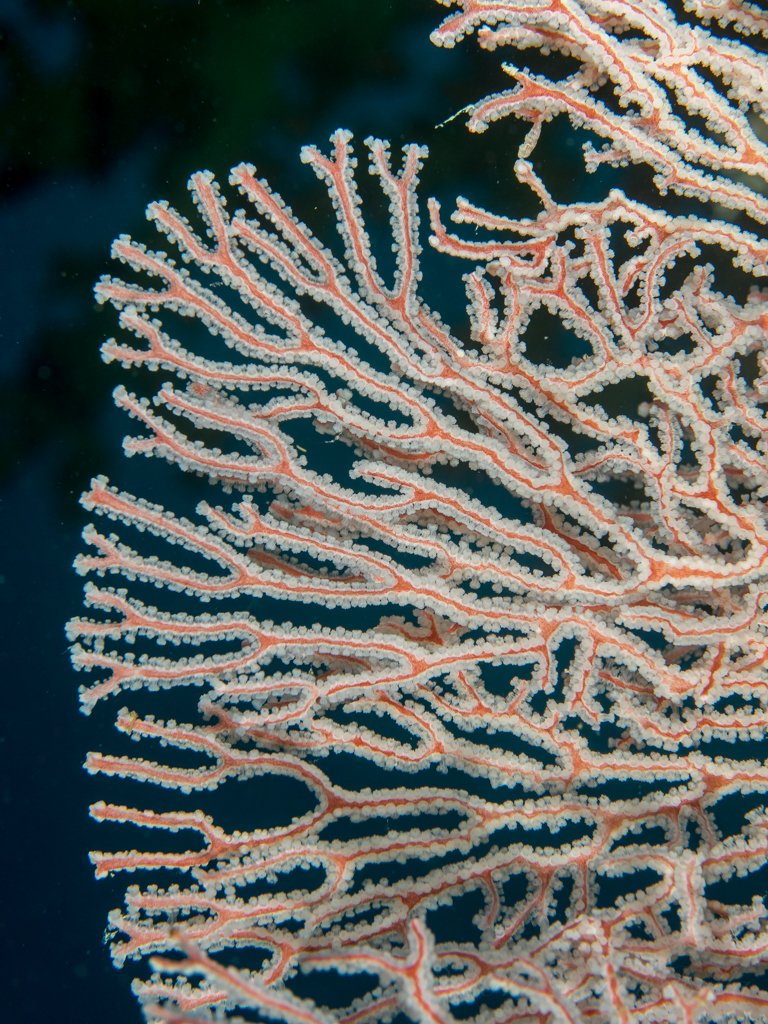 Knotted Fan Coral