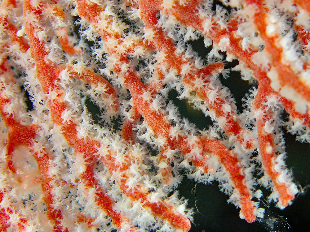 Knotted Fan Coral