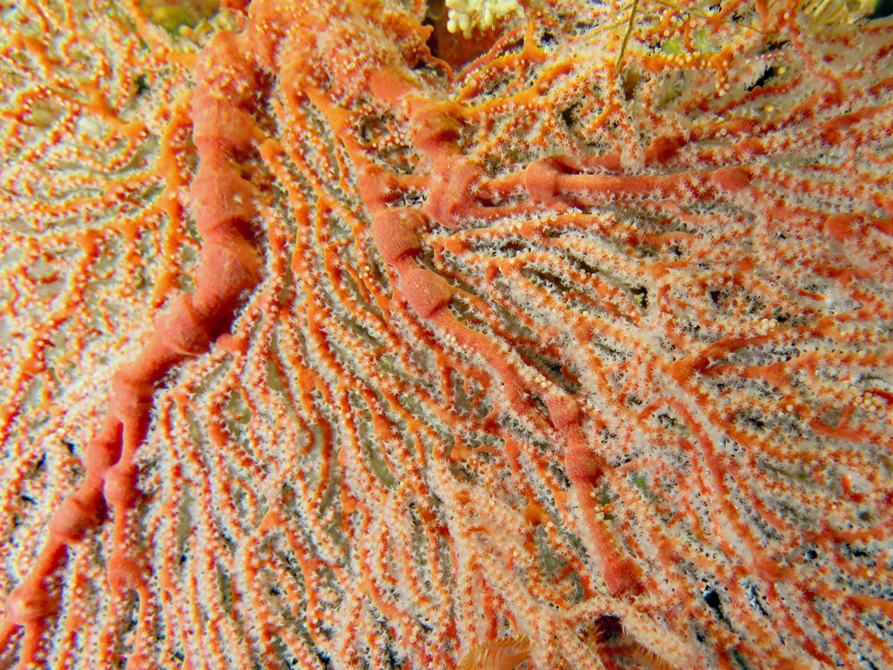 Knotted Fan Coral