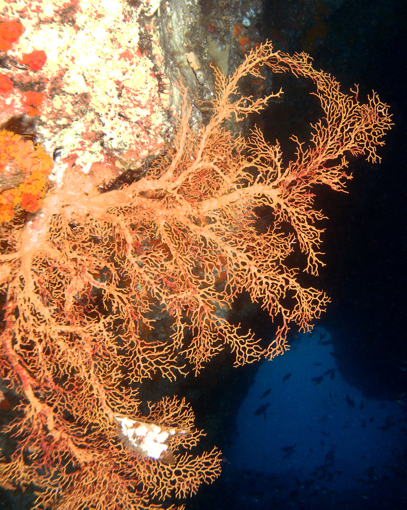 Knotted Fan Coral