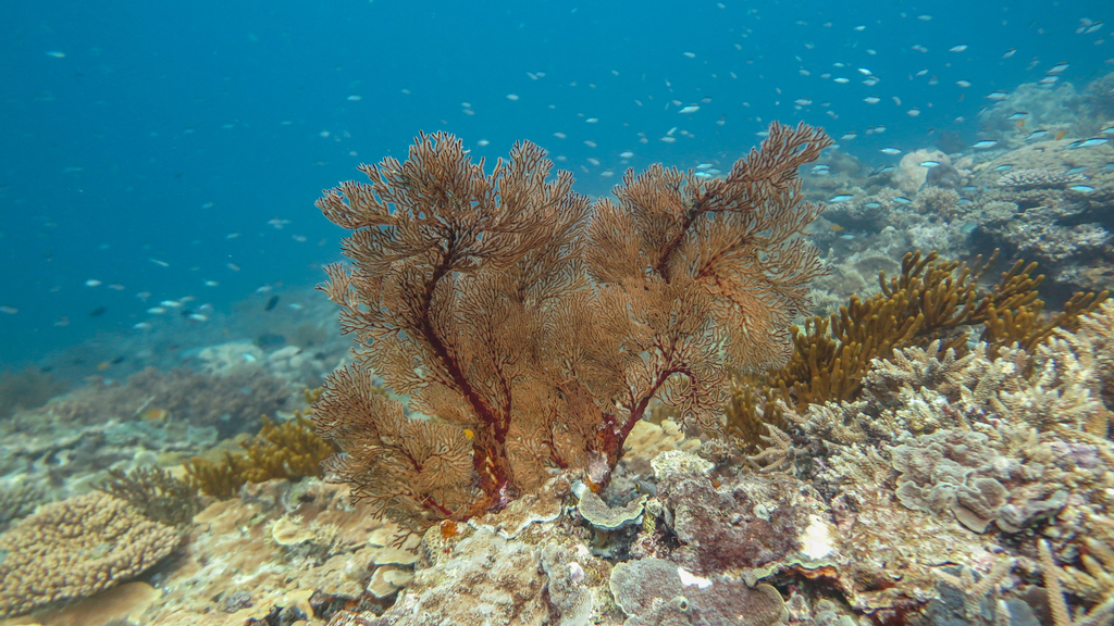 Knotted Fan Coral