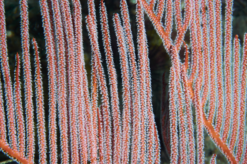 Lyre gorgonian