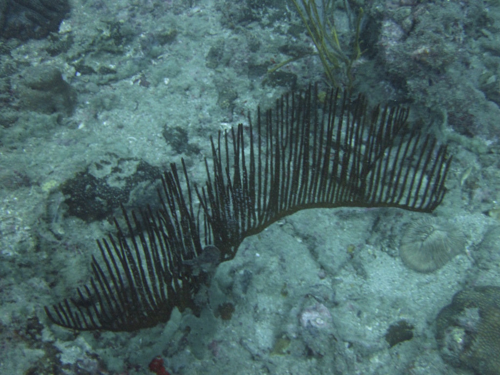 Lyre gorgonian
